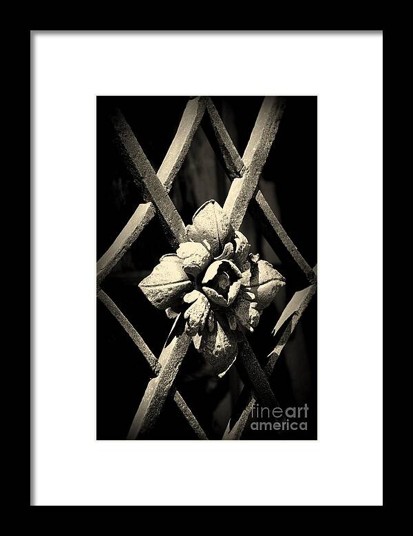 In The Name Of The Rose Framed Print featuring the photograph In the name of the Rose by Susanne Van Hulst