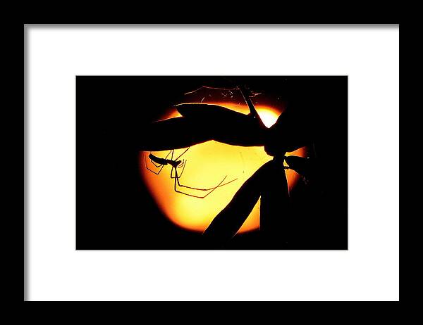 Insect Framed Print featuring the photograph In The Shadows by Charlotte Schafer