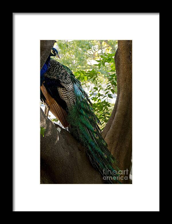Peacock Framed Print featuring the photograph In The Shadows by Peggy Hughes