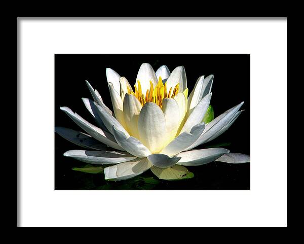 White Waterlilies Framed Print featuring the photograph In The Still Of The Night by Angela Davies