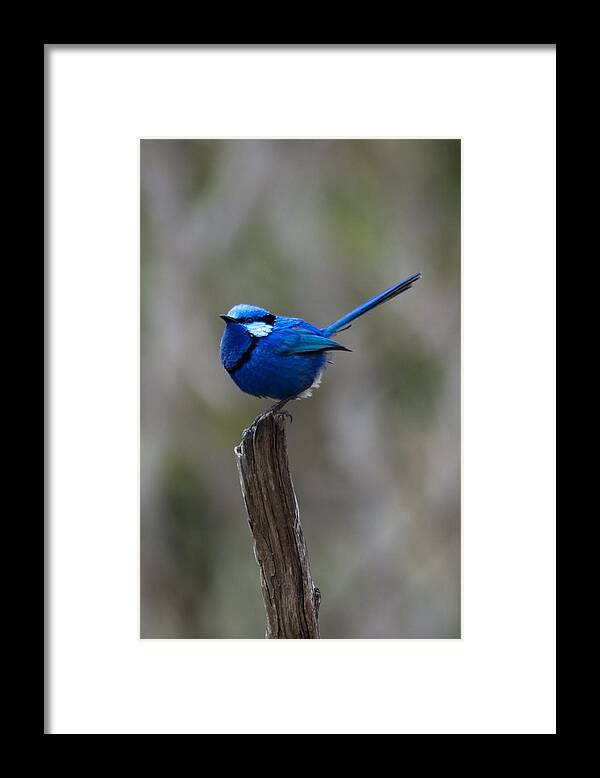 Blue Wren Framed Print featuring the photograph In The Sun by Robert Caddy