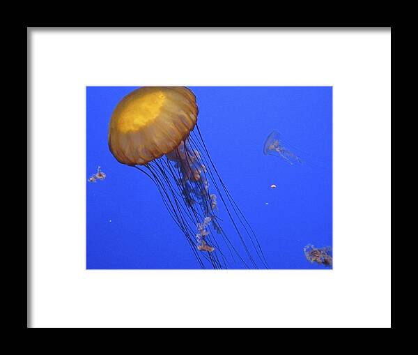 Golden Jelly Fish Framed Print featuring the photograph In The Tank by Ralph Jones