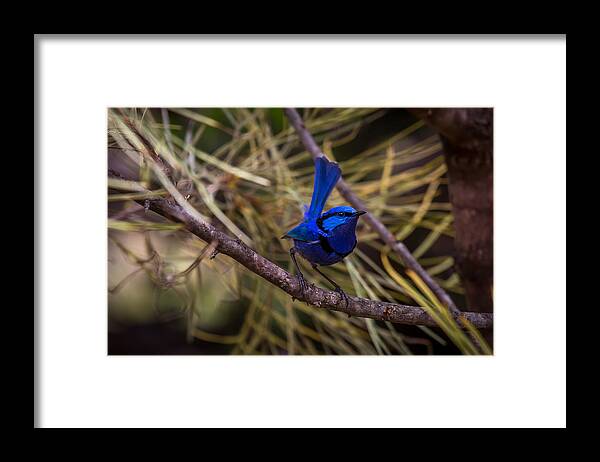 Bird Framed Print featuring the photograph In The Tree by Robert Caddy