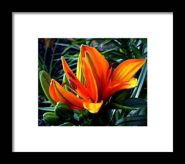 Tiger Lily Framed Print featuring the photograph In The Tropics by Karen Wiles
