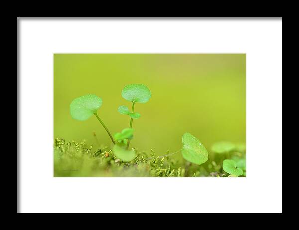 Botanical Framed Print featuring the photograph In The Valley Of The Leprechauns by Donna Blackhall