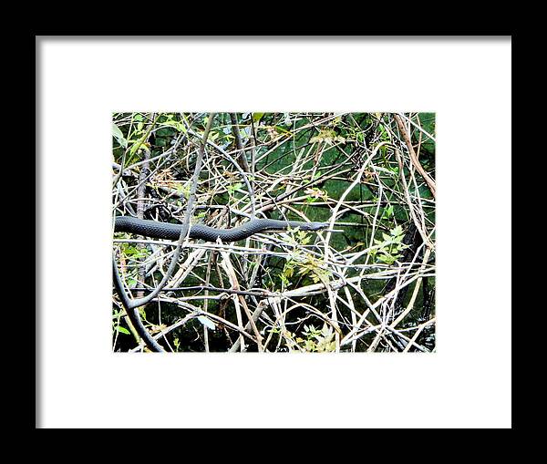 Snake Framed Print featuring the photograph In the Vines Banded Water Snake 1 by Sheri McLeroy