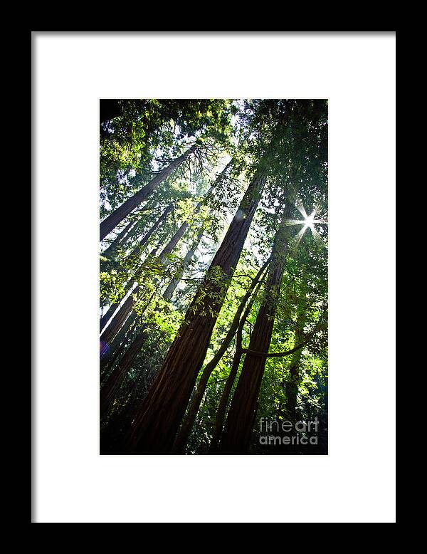 Trees Framed Print featuring the photograph In The Woods by Ana V Ramirez