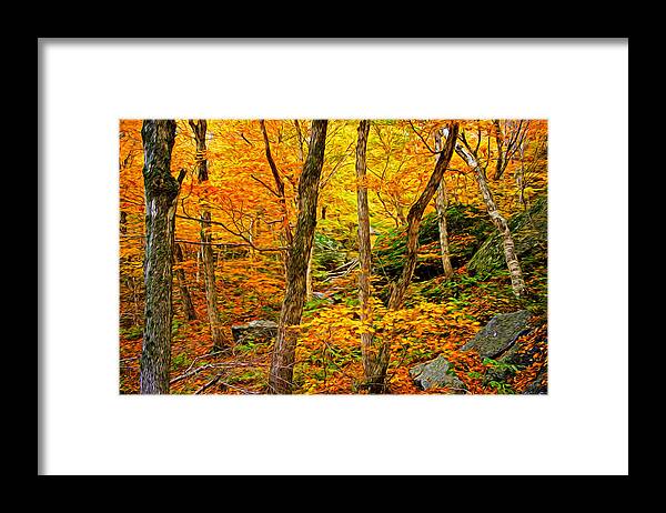 Autumn Framed Print featuring the photograph In The Woods by Bill Howard