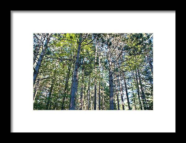  Framed Print featuring the photograph In the Woods by Cheryl Baxter
