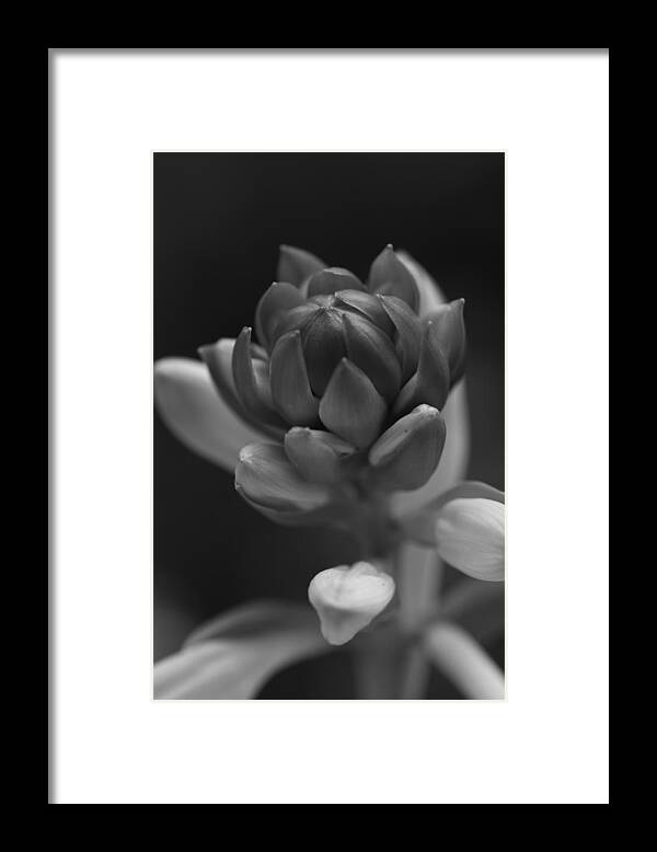 Flower Framed Print featuring the photograph In Time by Paul Watkins