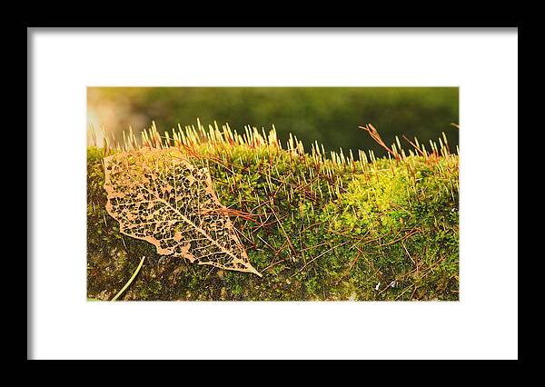 Leaf Framed Print featuring the photograph In With The New... by Tammy Schneider