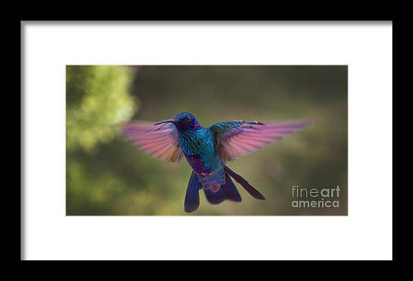 In Your Face Framed Print featuring the photograph In Your Face Buddy by Al Bourassa