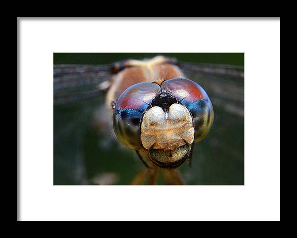 Nature Framed Print featuring the photograph In Your Face by Charlotte Schafer