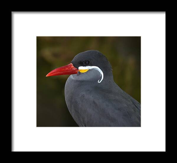 Bird Framed Print featuring the photograph Inca Tern by Richard Bryce and Family