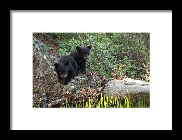 Animal Framed Print featuring the photograph Indecision by Sandy Sisti