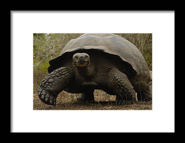 Feb0514 Framed Print featuring the photograph Indefatigable Island Tortoise Galapagos by Pete Oxford