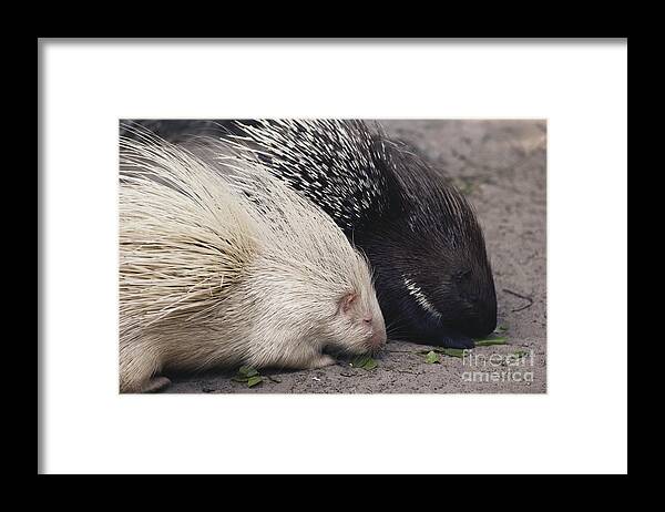 Nature Framed Print featuring the photograph Indian-crested Porcupines Normal by Tom McHugh
