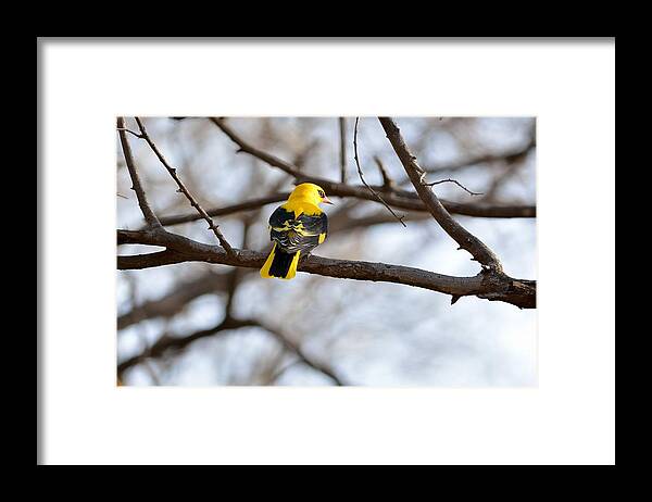 Indian Golden Oriole Framed Print featuring the photograph Indian Golden Oriole by Fotosas Photography