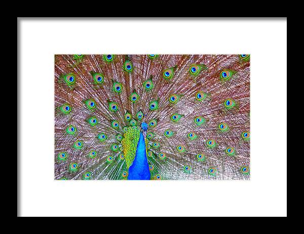 Peacock Framed Print featuring the photograph Indian Peacock by Deena Stoddard