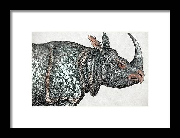 Copperplate Framed Print featuring the photograph Indian Rhinoceros by Paul D Stewart