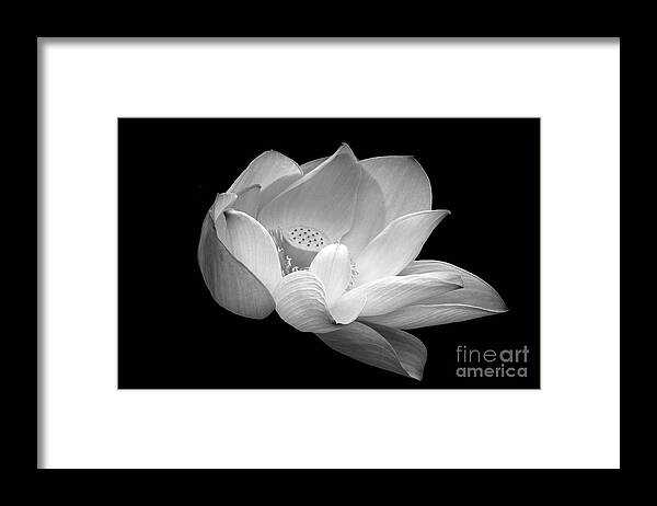 Indian Lotus Framed Print featuring the photograph Indian Sacred Lotus in Black and White by Byron Varvarigos