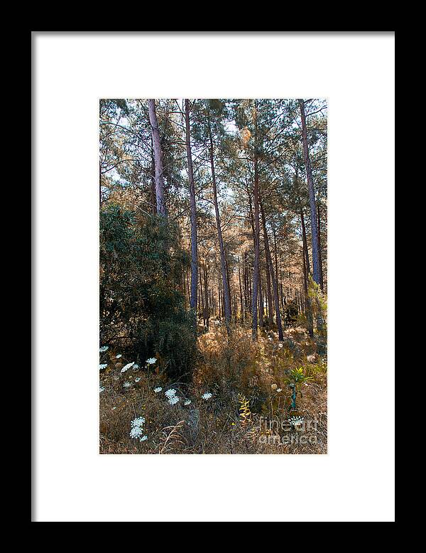 Forest Framed Print featuring the photograph Indian summer by Arik Baltinester
