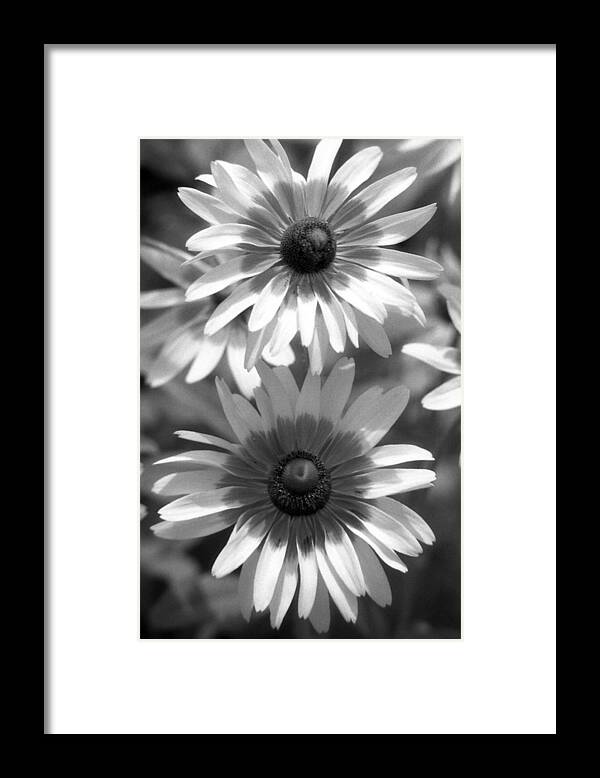 Brown-eyed Susan Framed Print featuring the photograph Infrared - Brown-eyed Susan - Summer Light 02 by Pamela Critchlow