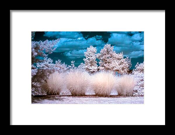 Infrared Framed Print featuring the photograph Infrared Bushes by Anthony Sacco