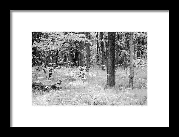 Infrared Framed Print featuring the photograph Infrared Forest by Nicole Couture-Lord