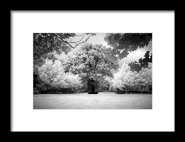 Infrared Framed Print featuring the photograph Infrared Majesty by Andrea Platt