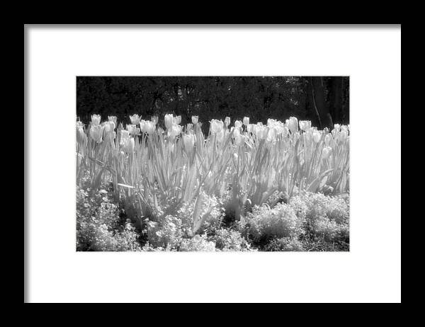 Flower Framed Print featuring the photograph Infrared - Tulip Field by Pamela Critchlow