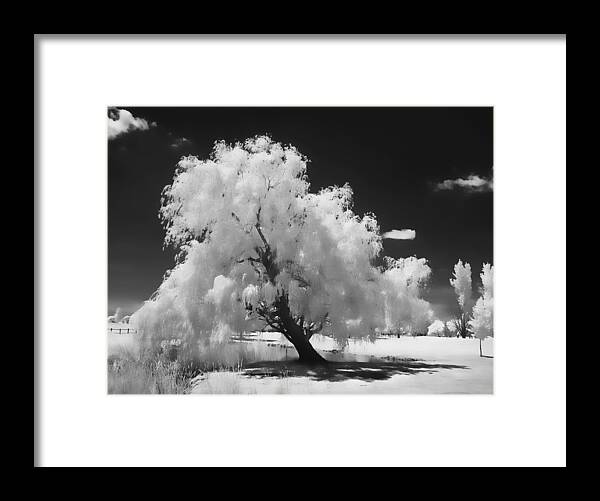 Ir Framed Print featuring the photograph Infrared Willow Tree Study by Richard Stedman