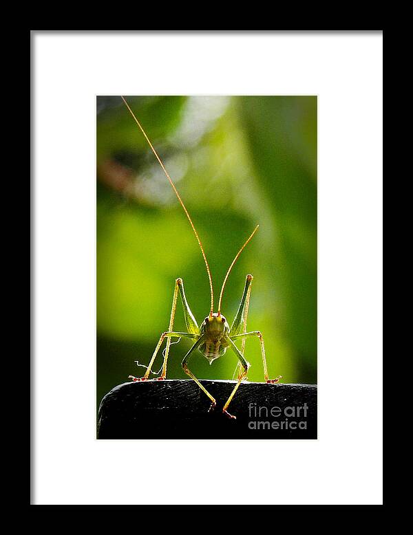 Bug Framed Print featuring the photograph Injured by Binka Kirova
