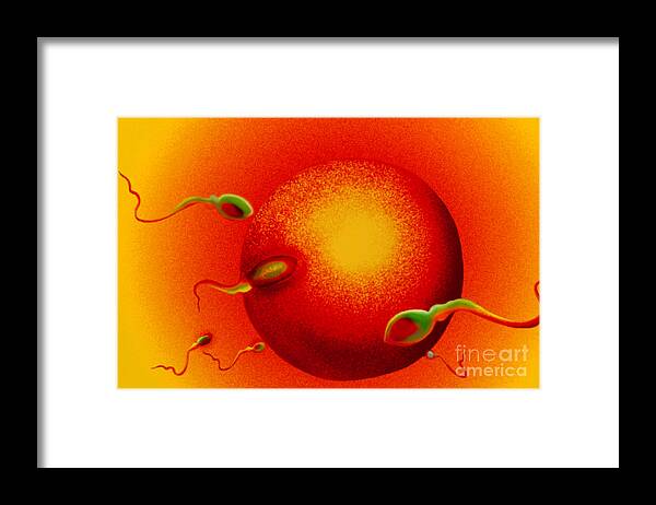 Semen Framed Print featuring the photograph Insemination by Vem