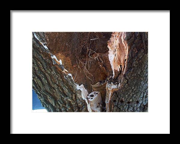 Bradford Pear Tree Framed Print featuring the photograph Inside a Bradford Pear Tree by Emmy Vickers
