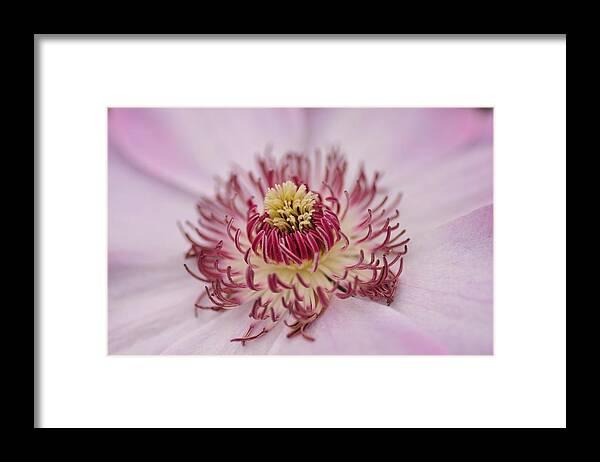 Floral Framed Print featuring the photograph Inside the Flower by Mike Martin