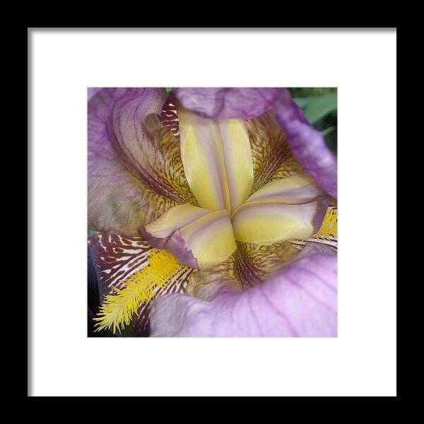 Flower Framed Print featuring the photograph Inside the Iris by Heather L Wright
