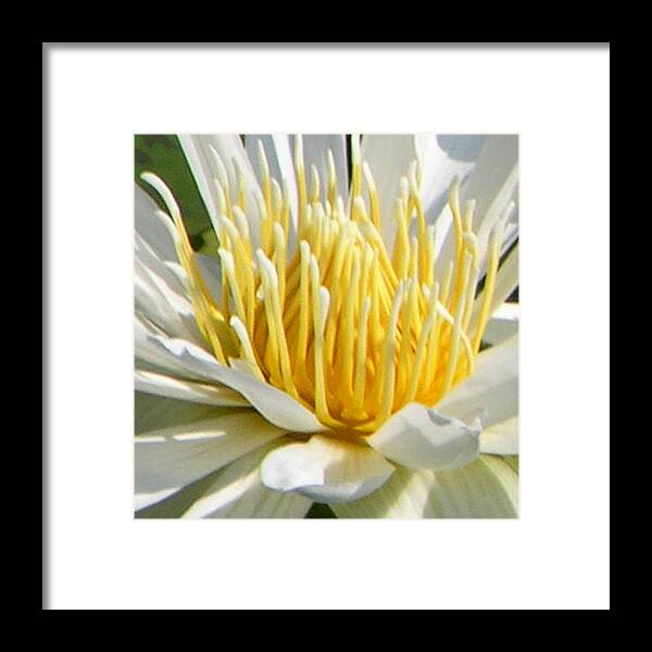Water Lily Framed Print featuring the photograph Inside the White Lily by John Lautermilch