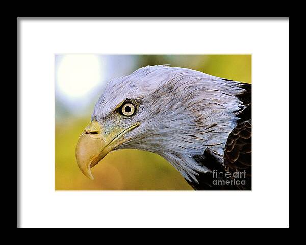 Eagle Framed Print featuring the photograph Intense by Kathy Baccari
