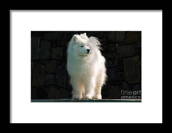 Dog Framed Print featuring the photograph Intent by Lois Bryan