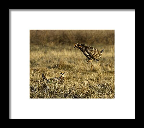 Wisconsin Prairie Chickens Framed Print featuring the photograph Intimidating Jump by Thomas Young