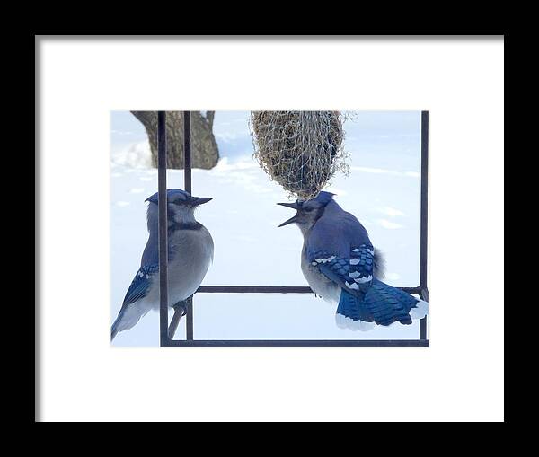 Blue Jay Framed Print featuring the photograph Intimidation by Kathleen Luther