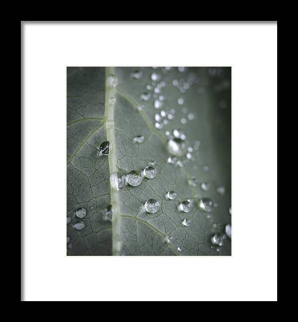Drop Framed Print featuring the photograph Into Every Life A Little Rain Must Fall by Sandra Parlow
