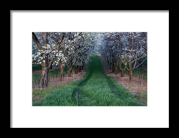 Flower Framed Print featuring the photograph Into the Cherry Orchard at Evening by Mary Lee Dereske