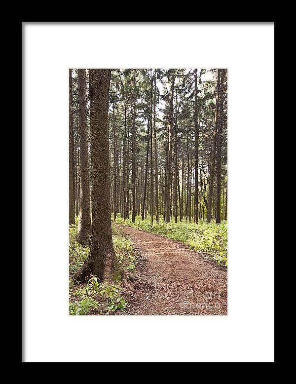 Autumn Trees Framed Print featuring the photograph Into the Forest by Patty Colabuono