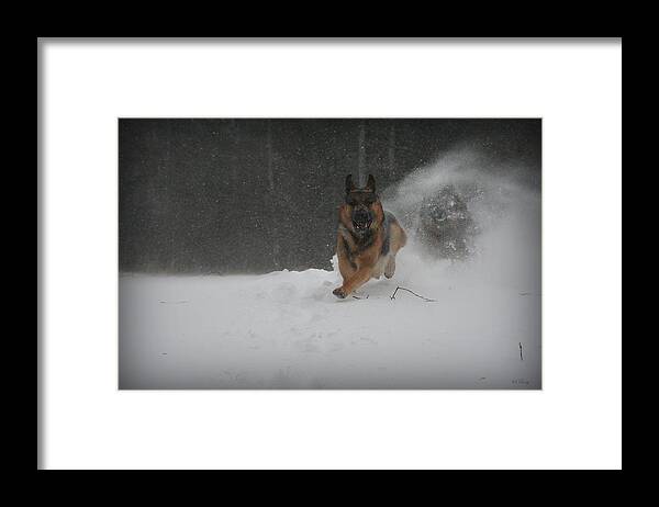 German Shepherd Framed Print featuring the photograph Into the Light by Sue Long
