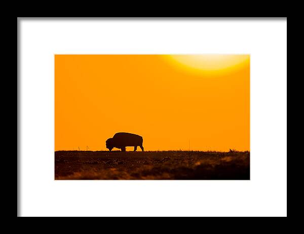 Bison Framed Print featuring the photograph Into The Night by Donald J Gray