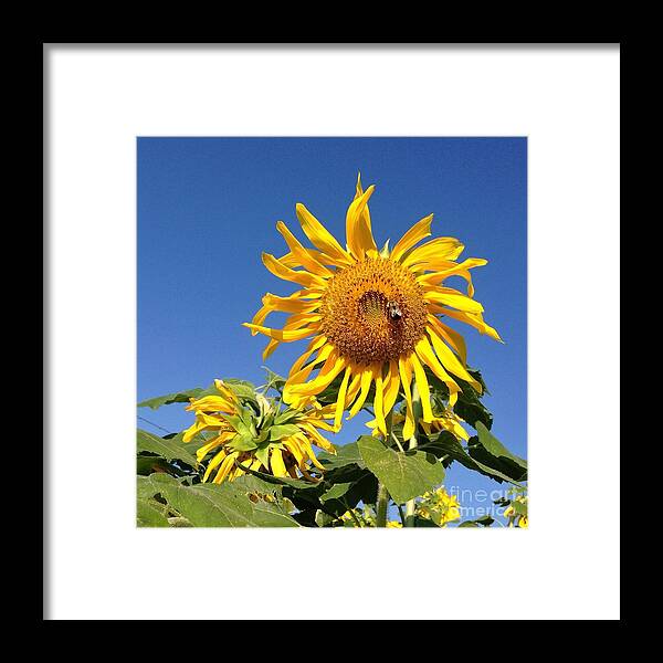 Sunflower Framed Print featuring the photograph Into the Sun by T Lowry Wilson
