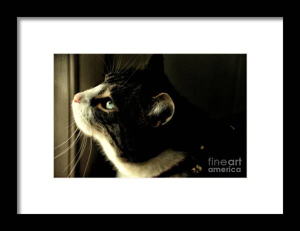 Cat Framed Print featuring the photograph Intrigued by Shari Nees