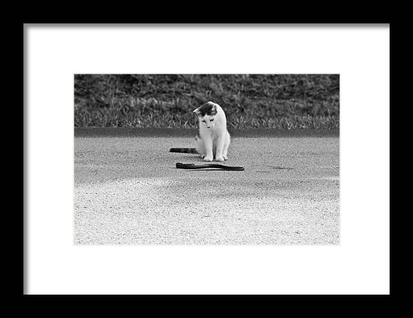 Cat Framed Print featuring the photograph Introduction by Jessica Brown